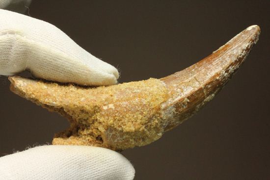 レア、スピノサウルス前上顎骨歯。反り上がりまくる!最大肉食恐竜スピノサウルスの歯(Spinosaurus aegyptiacus)(その1)
