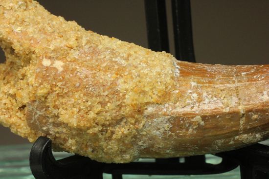 レア、スピノサウルス前上顎骨歯。反り上がりまくる!最大肉食恐竜スピノサウルスの歯(Spinosaurus aegyptiacus)(その10)