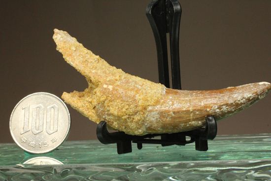 レア、スピノサウルス前上顎骨歯。反り上がりまくる!最大肉食恐竜スピノサウルスの歯(Spinosaurus aegyptiacus)(その11)