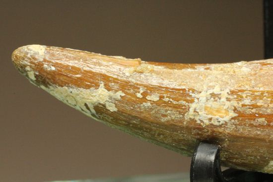 レア、スピノサウルス前上顎骨歯。反り上がりまくる!最大肉食恐竜スピノサウルスの歯(Spinosaurus aegyptiacus)(その12)