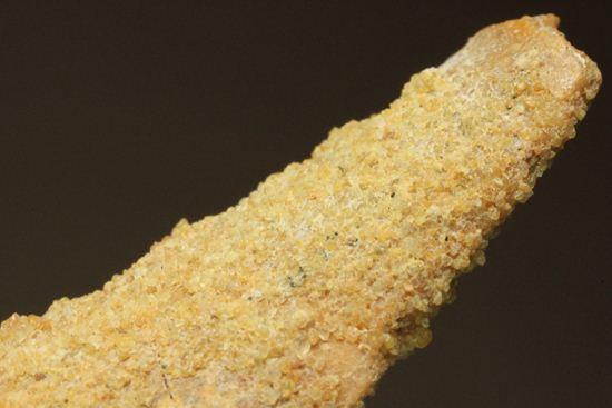 レア、スピノサウルス前上顎骨歯。反り上がりまくる!最大肉食恐竜スピノサウルスの歯(Spinosaurus aegyptiacus)(その14)