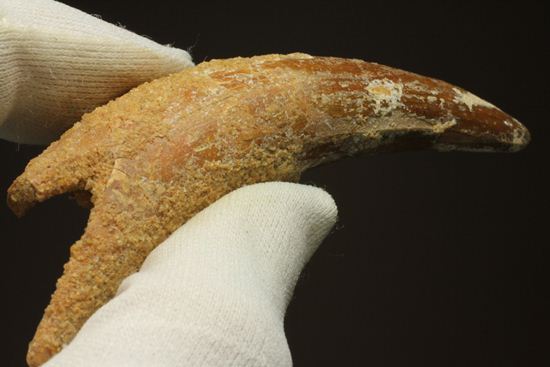 レア、スピノサウルス前上顎骨歯。反り上がりまくる!最大肉食恐竜スピノサウルスの歯(Spinosaurus aegyptiacus)(その15)