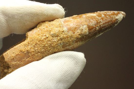 レア、スピノサウルス前上顎骨歯。反り上がりまくる!最大肉食恐竜スピノサウルスの歯(Spinosaurus aegyptiacus)(その16)
