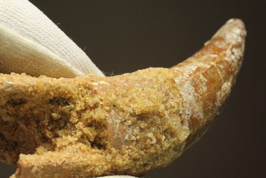 レア、スピノサウルス前上顎骨歯。反り上がりまくる!最大肉食恐竜スピノサウルスの歯(Spinosaurus aegyptiacus)(その17)