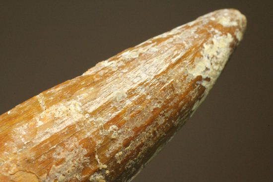 レア、スピノサウルス前上顎骨歯。反り上がりまくる!最大肉食恐竜スピノサウルスの歯(Spinosaurus aegyptiacus)(その2)