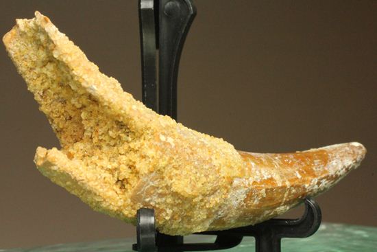 レア、スピノサウルス前上顎骨歯。反り上がりまくる!最大肉食恐竜スピノサウルスの歯(Spinosaurus aegyptiacus)(その3)
