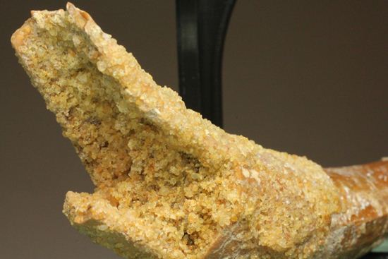 レア、スピノサウルス前上顎骨歯。反り上がりまくる!最大肉食恐竜スピノサウルスの歯(Spinosaurus aegyptiacus)(その4)