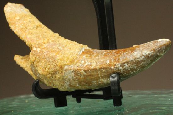 レア、スピノサウルス前上顎骨歯。反り上がりまくる!最大肉食恐竜スピノサウルスの歯(Spinosaurus aegyptiacus)(その7)
