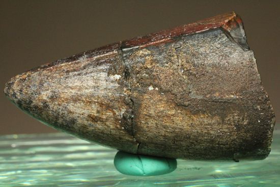 化物クロコダイル!!ニジュール産サルコスクス・インペラトルの野太い歯化石(Sarcosuchus imperator)(その1)