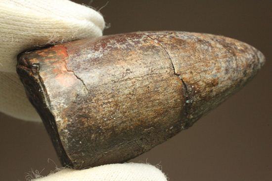 化物クロコダイル!!ニジュール産サルコスクス・インペラトルの野太い歯化石(Sarcosuchus imperator)(その10)