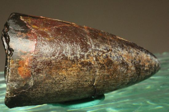 化物クロコダイル!!ニジュール産サルコスクス・インペラトルの野太い歯化石(Sarcosuchus imperator)(その11)