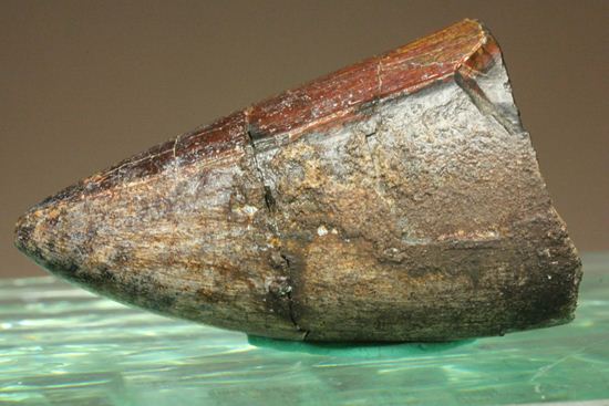 化物クロコダイル!!ニジュール産サルコスクス・インペラトルの野太い歯化石(Sarcosuchus imperator)(その12)