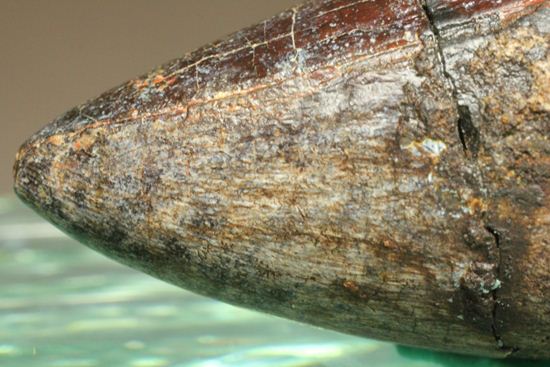 化物クロコダイル!!ニジュール産サルコスクス・インペラトルの野太い歯化石(Sarcosuchus imperator)(その13)