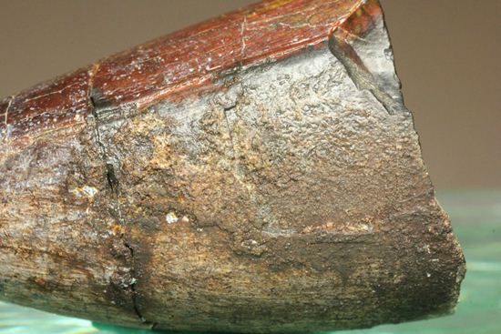 化物クロコダイル!!ニジュール産サルコスクス・インペラトルの野太い歯化石(Sarcosuchus imperator)(その14)
