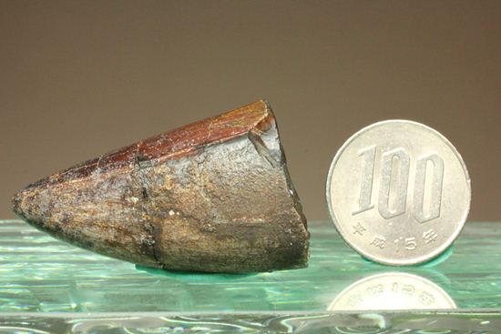化物クロコダイル!!ニジュール産サルコスクス・インペラトルの野太い歯化石(Sarcosuchus imperator)(その15)