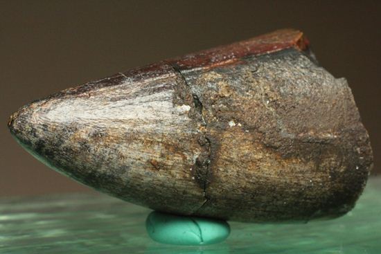 化物クロコダイル!!ニジュール産サルコスクス・インペラトルの野太い歯化石(Sarcosuchus imperator)(その2)