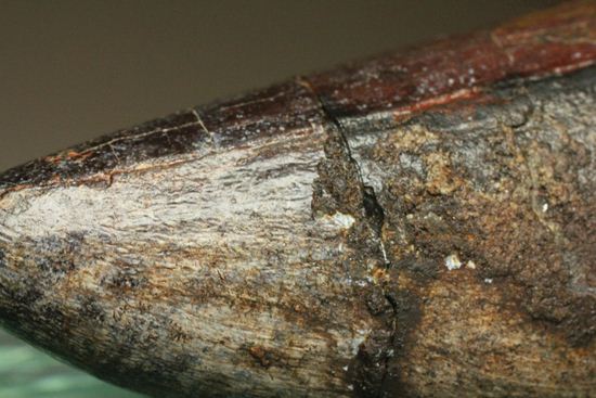 化物クロコダイル!!ニジュール産サルコスクス・インペラトルの野太い歯化石(Sarcosuchus imperator)(その3)
