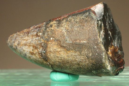 化物クロコダイル!!ニジュール産サルコスクス・インペラトルの野太い歯化石(Sarcosuchus imperator)(その5)