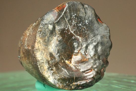 化物クロコダイル！！ニジュール産サルコスクス・インペラトルの野太い歯化石（Sarcosuchus imperator）（その7）