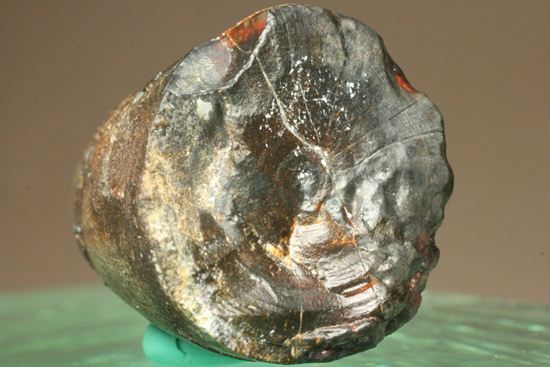 化物クロコダイル!!ニジュール産サルコスクス・インペラトルの野太い歯化石(Sarcosuchus imperator)(その7)