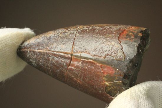 化物クロコダイル！！ニジュール産サルコスクス・インペラトルの野太い歯化石（Sarcosuchus imperator）（その9）