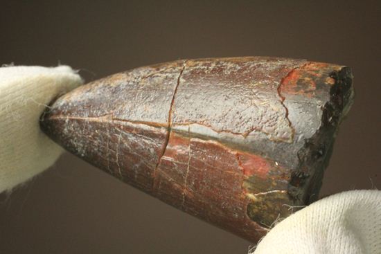 化物クロコダイル!!ニジュール産サルコスクス・インペラトルの野太い歯化石(Sarcosuchus imperator)(その9)