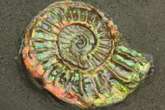肋がくっきり美しい!虹色アンモナイトことカロセラス(その13)