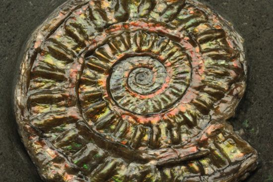 ブラウン系で上品な趣き!巻きがきれいな虹色アンモナイトことカロセラス(その1)