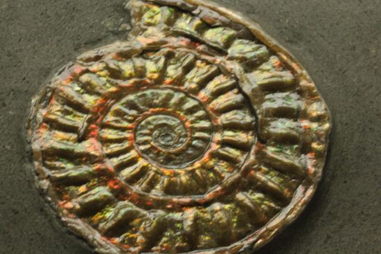 ブラウン系で上品な趣き!巻きがきれいな虹色アンモナイトことカロセラス(その11)