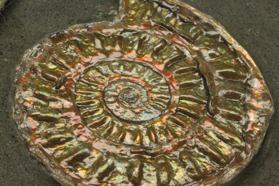 ブラウン系で上品な趣き!巻きがきれいな虹色アンモナイトことカロセラス(その12)