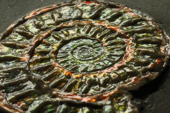 ブラウン系で上品な趣き!巻きがきれいな虹色アンモナイトことカロセラス(その13)