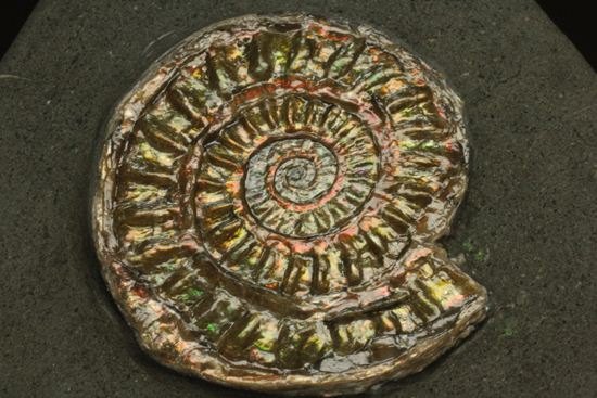 ブラウン系で上品な趣き!巻きがきれいな虹色アンモナイトことカロセラス(その3)