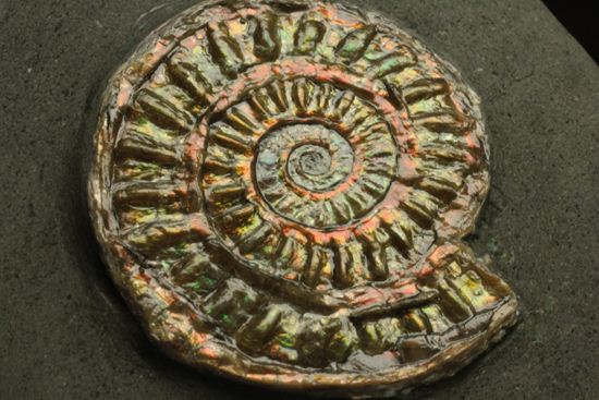 ブラウン系で上品な趣き!巻きがきれいな虹色アンモナイトことカロセラス(その5)