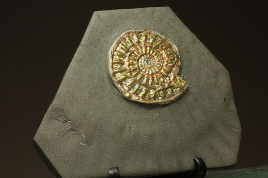 ブラウン系で上品な趣き!巻きがきれいな虹色アンモナイトことカロセラス(その6)