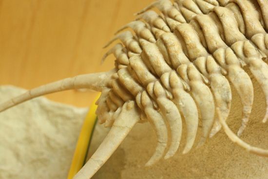 スーパー!スーパー!なパラセラウルス(paraseraurus)スーパー3Dクリーニング(その10)