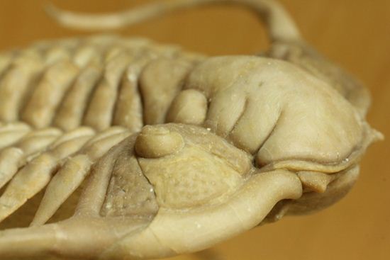 スーパー!スーパー!なパラセラウルス(paraseraurus)スーパー3Dクリーニング(その12)