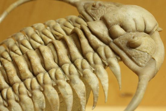 スーパー!スーパー!なパラセラウルス(paraseraurus)スーパー3Dクリーニング(その9)