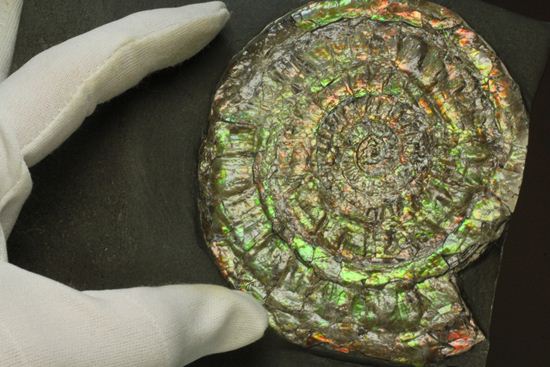 何と直径10cm!大きな大きなカロセラス(その1)