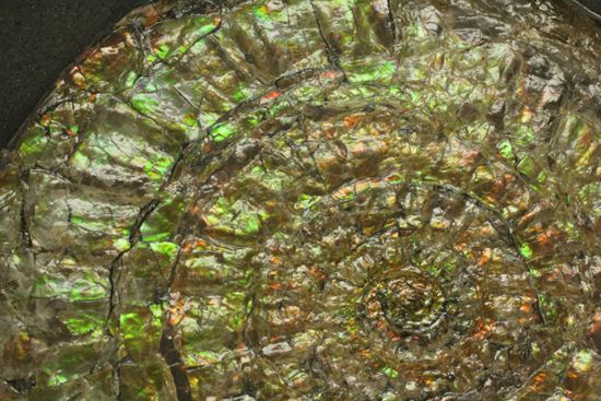 何と直径10cm!大きな大きなカロセラス(その10)