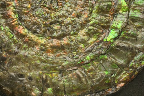 何と直径10cm!大きな大きなカロセラス(その12)