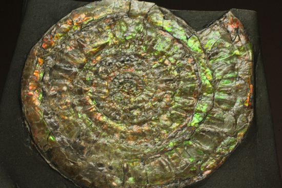 何と直径10cm!大きな大きなカロセラス(その2)