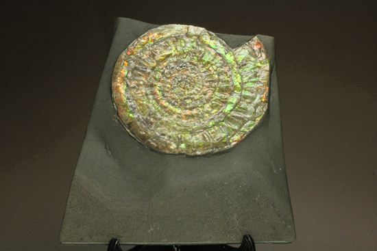 何と直径10cm!大きな大きなカロセラス(その3)