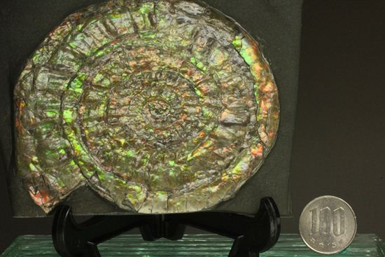 何と直径10cm!大きな大きなカロセラス(その6)