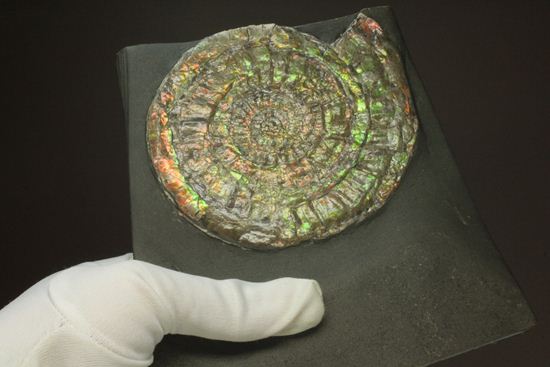 何と直径10cm!大きな大きなカロセラス(その8)