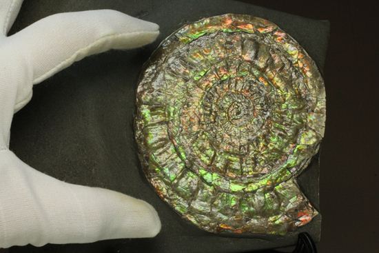 何と直径10cm!大きな大きなカロセラス(その9)