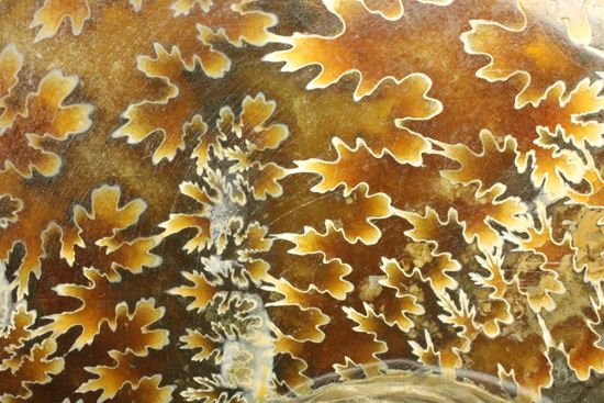 k*u様 アンモナイト化石（92） k*u様 アンモナイト化石（92） - メルカリ