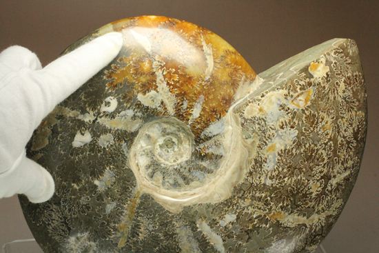 芸術的な縫合線！菊模様が美しい巨大アンモナイト アンモナイト 販売