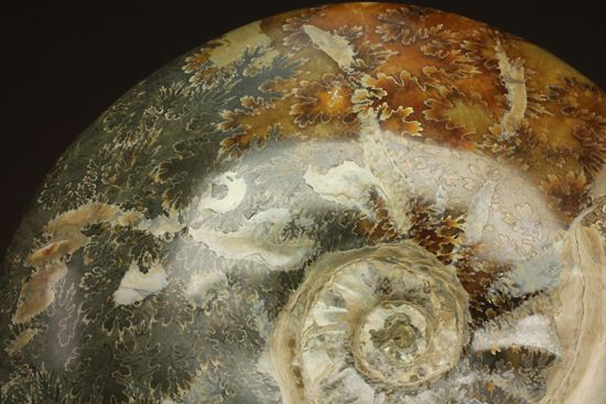芸術的な縫合線！菊模様が美しい巨大アンモナイト アンモナイト 販売