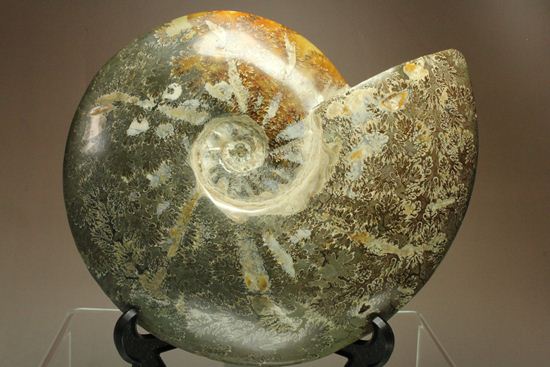 １ｍ超え！わが国最大級のアンモナイト化石の展示をはじめます 東北大学総合学術博物館｜お知らせ｜東北大学大学院理学研究科・理学部