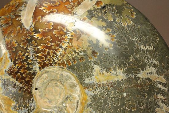 芸術的な縫合線！菊模様が美しい巨大アンモナイト アンモナイト 販売